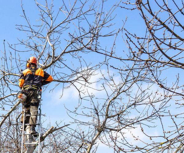 Tree Removals Newcastle Tree Removal